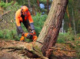 Best Stump Grinding and Removal  in Pawtucket, RI