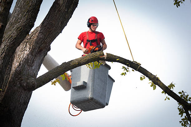 Best Tree Risk Assessment  in Pawtucket, RI